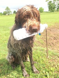 Wirehaired Pointing Griffon Stud Dog JJ 2