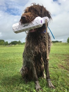 Wirehaired Pointing Griffon Stud Dog JJ 3